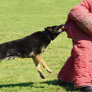 K9 & Police Officer Training